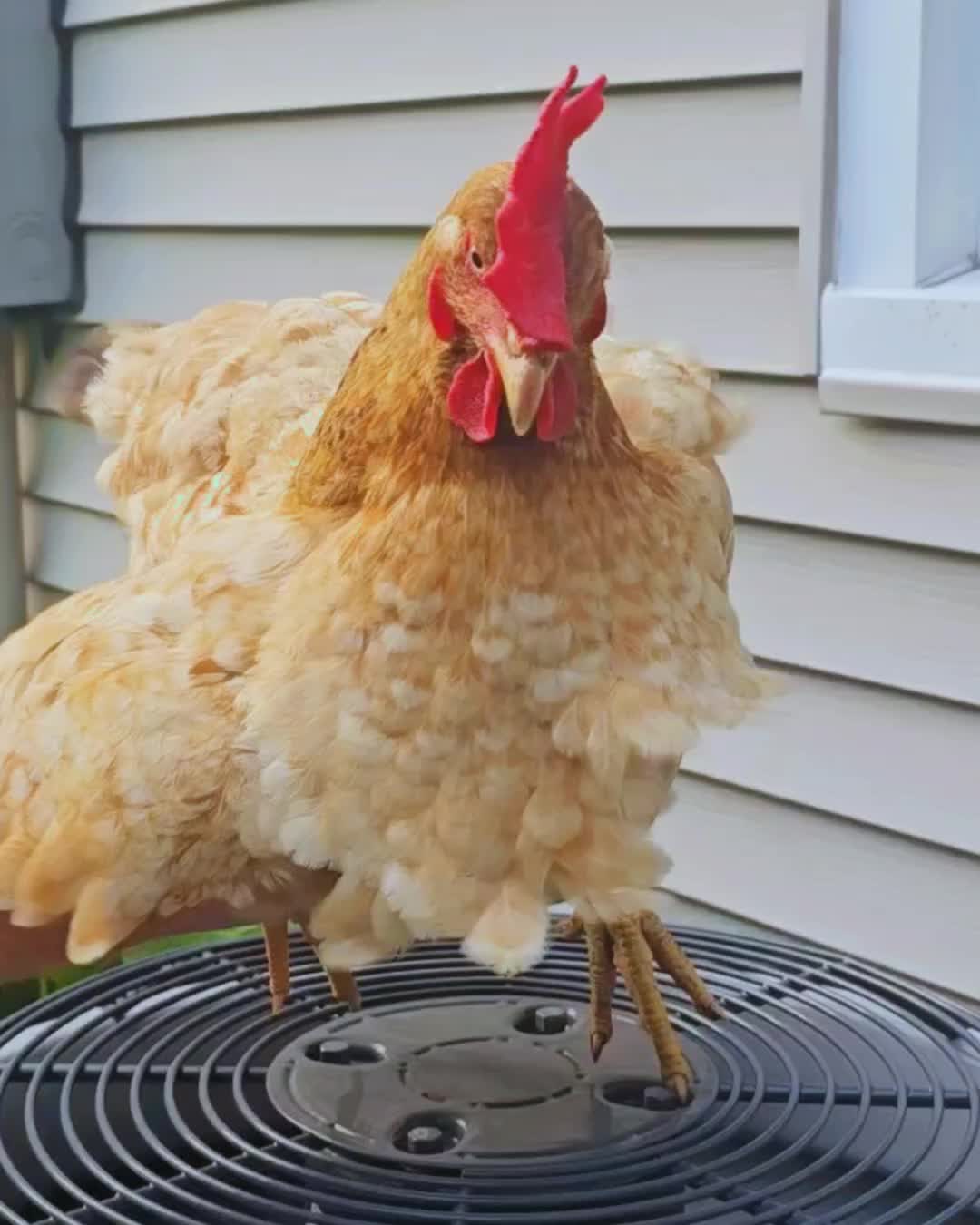 Still from the JD Indoor Comfort happy customers video